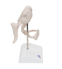 Human Ossicle Model, 20-times Maginified - 3B Smart Anatomy