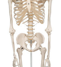 Human Skeleton Model Stan - 3B Smart Anatomy