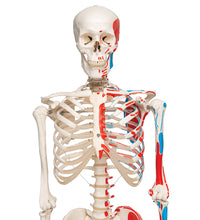 Human Skeleton Model Max with Painted Muscle Origins & Inserts - 3B Smart Anatomy