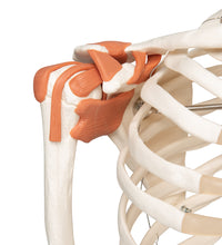 Human Skeleton Model Leo with Ligaments - 3B Smart Anatomy