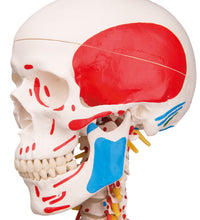 Human Skeleton Model Sam on Hanging Stand with Muscle & Ligaments - 3B Smart Anatomy