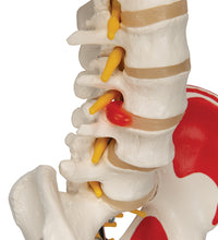 Human Skeleton Model "Sam" with Muscles & Ligaments - 3B Smart Anatomy