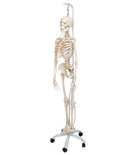 Functional & Physiological Human Skeleton Model Frank on Hanging Stand - 3B Smart Anatomy