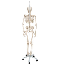 Physiological Human Skeleton Model Phil on Hanging Stand - 3B Smart Anatomy