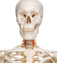 Flexible Human Skeleton Model Fred - 3B Smart Anatomy