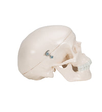 Mini Human Skull Model, 3-part (Skullcap, Base of Skull, Mandible) - 3B Smart Anatomy