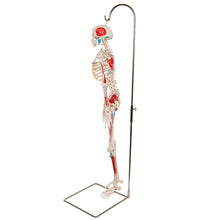 Mini Human Skeleton Shorty with Painted Muscles on Hanging Stand, Half Natural Size - 3B Smart Anatomy