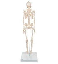Mini Human Skeleton Model Shorty, Half Natural Size - 3B Smart Anatomy