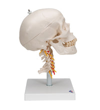 Human Skull Model on Cervical Spine, 4 part - 3B Smart Anatomy