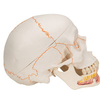Classic Human Skull Model with Opened Lower Jaw, 3 part - 3B Smart Anatomy