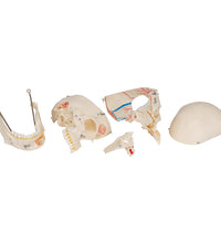 Deluxe Human Demonstration Dental Skull Model, 10 part - 3B Smart Anatomy