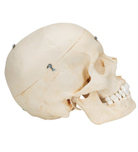 BONElike Human Bony Skull Model, 6 part - 3B Smart Anatomy