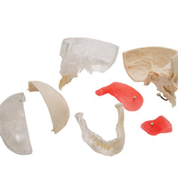 BONElike Human Skull Model, Half Transparent & Half Bony, 8 part - 3B Smart Anatomy