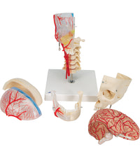 BONElike Human Skull Model, Half Transparent & Half Bony, Complete with Brain & Vertebrae - 3B Smart Anatomy