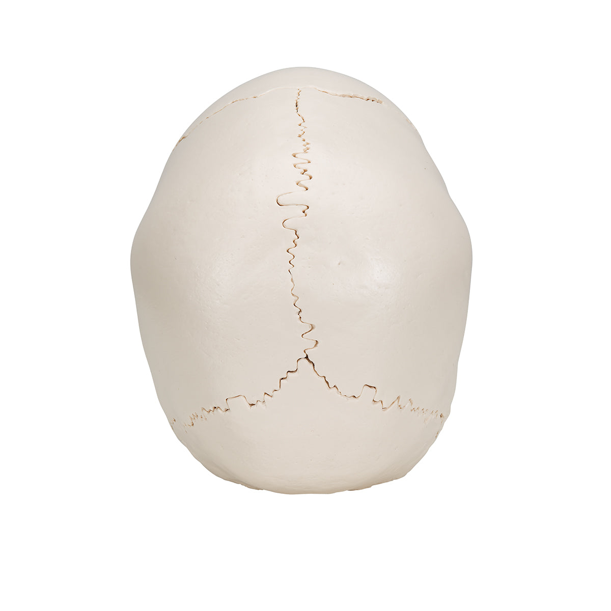 Beauchene Adult Human Skull Model, Bone Colored Version, 22 part - 3B Smart Anatomy