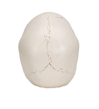 Beauchene Adult Human Skull Model, Bone Colored Version, 22 part - 3B Smart Anatomy