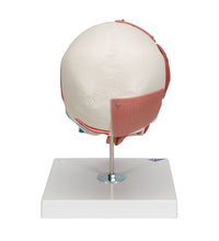 Human Skull with Facial Muscles - 3B Smart Anatomy