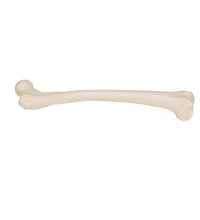 Human Femur - 3B Smart Anatomy