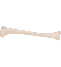Human Tibia Model- 3B Smart Anatomy