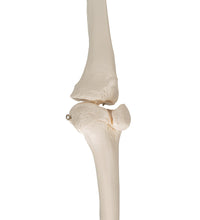 Human Skeleton of Leg with Foot, Wire Mounted - 3B Smart Anatomy