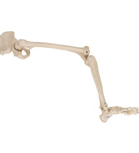 Human Leg Skeleton Model with Hip Bone - 3B Smart Anatomy