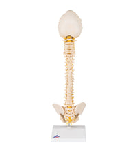 BONElike Child's Vertebral Column Model - 3B Smart Anatomy