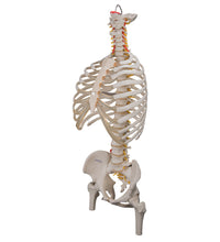 Classic Flexible Human Spine Model with Ribs & Femur Heads - 3B Smart Anatomy