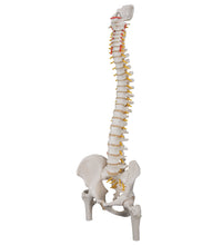 Classic Flexible Human Spine Model with Femur Heads - 3B Smart Anatomy