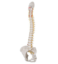 Classic Flexible Human Spine Model with Female Pelvis - 3B Smart Anatomy