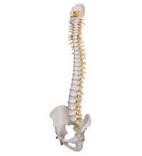 Deluxe Flexible Human Spine Model with Sacral Opening - 3B Smart Anatomy