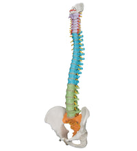 Didactic Flexible Human Spine Model - 3B Smart Anatomy