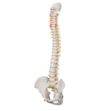 Highly Flexible Human Spine Model, Mounted on a Flexible Core - 3B Smart Anatomy