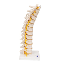 Thoracic Human Spinal Column Model - 3B Smart Anatomy