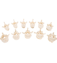 Set of 24 BONElike Vertebrae Models - 3B Smart Anatomy