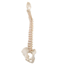 BONElike Human Vertebral Column Model - 3B Smart Anatomy