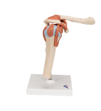 Deluxe Functional Human Shoulder Joint, Physiological Movable - 3B Smart Anatomy