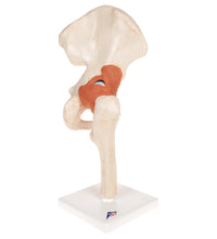 Functional Human Hip Joint Model with Ligaments  & Marked Cartilage - 3B Smart Anatomy