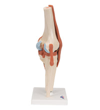 Functional Human Knee Joint Model with Ligaments & Marked Cartilage - 3B Smart Anatomy