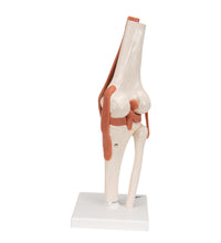 Functional Human Knee Joint Model with Ligaments - 3B Smart Anatomy