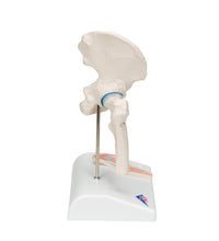 Mini Human Hip Joint Model with Cross Section - 3B Smart Anatomy