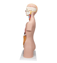 Classic Unisex Human Torso Model, 12 part - 3B Smart Anatomy