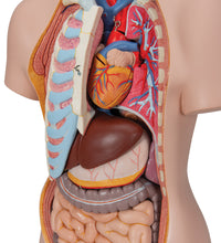 Classic Unisex Human Torso Model, 16 part - 3B Smart Anatomy