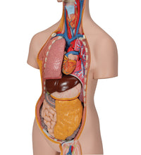 Classic Unisex Human Torso Model, 14 part - 3B Smart Anatomy