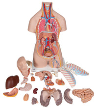 Classic Unisex Human Torso Model with Open Back, 21 part - 3B Smart Anatomy