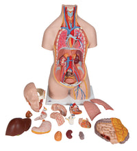 Classic Unisex Human Torso Model with Opened Neck and Back, 18 part - 3B Smart Anatomy