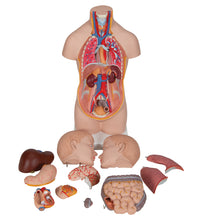 Mini Human Torso Model, 12 part - 3B Smart Anatomy