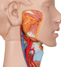 Deluxe Dual Sex Human Torso Model, 24 part - 3B Smart Anatomy