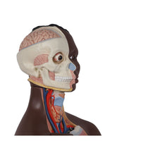 Deluxe Dual Sex Torso Model, 24 part, dark skin - 3B Smart Anatomy