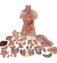 Deluxe Dual Sex Human Muscle Torso Model, 31 part - 3B Smart Anatomy