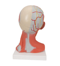 Head and Neck Musculature Model, 5 part - 3B Smart Anatomy